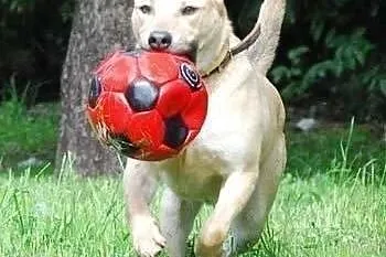 YOKO - 4 letni psiak w typie labradora, idealny dla aktywnych!,  mazowieckie Warszawa