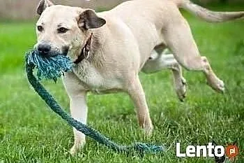 YOKO - 4 letni psiak w typie labradora, idealny dl