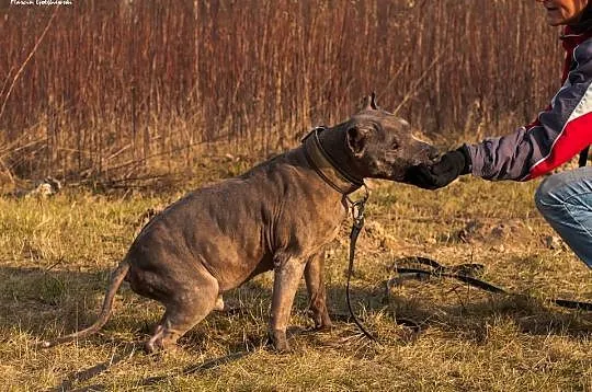 Lord – dostojne imię dla dostojnego psa_