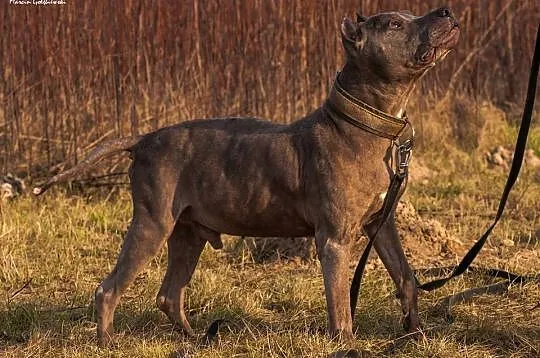 Lord – dostojne imię dla dostojnego psa_