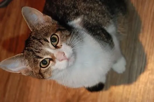 Koci bracia - bezproblemowi, zabawni...adopcja