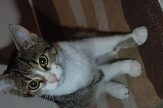 Koci bracia - bezproblemowi, zabawni...adopcja