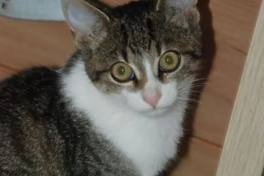 Koci bracia - bezproblemowi, zabawni...adopcja
