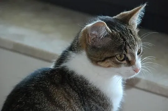 Koci bracia - bezproblemowi, zabawni...adopcja