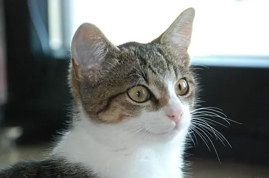 Koci bracia - bezproblemowi, zabawni...adopcja