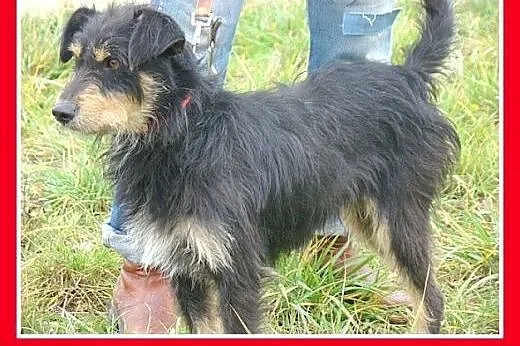 11 kg,rodzinny,łagodny,przyjazny,wesoły piesek TER