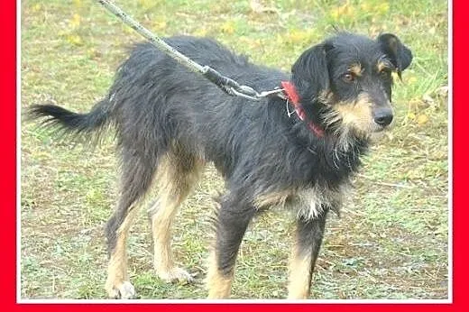 11 kg,rodzinny,łagodny,przyjazny,wesoły piesek TER