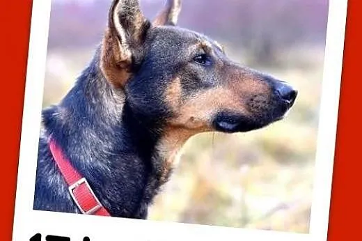 17 kg,grzeczny,spokojny ,przytulaśny,łagodny pies RUPERT.Adopcja.,  dolnośląskie Wrocław