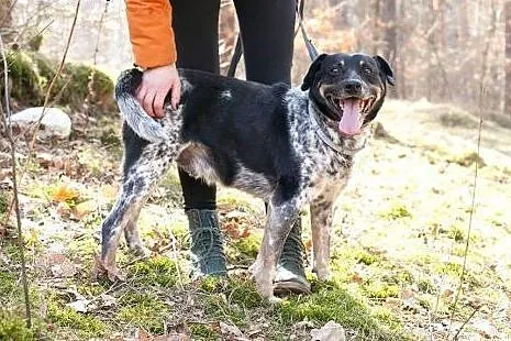 Bardzo przyjazny i towarzyski Kropek szuka swojego człowieka,  Kundelki cała Polska
