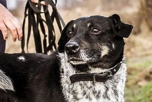 Bardzo przyjazny i towarzyski Kropek szuka swojego