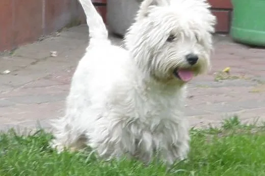 West highland white terrier Oferta Krycia,  mazowi