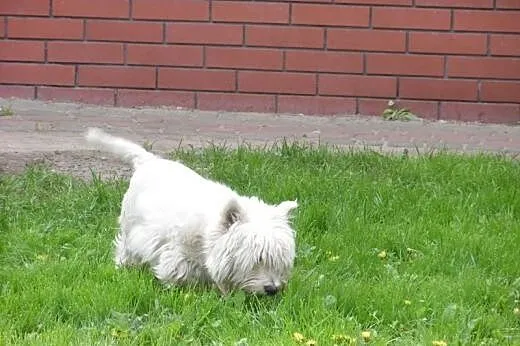 West highland white terrier Oferta Krycia,  mazowi