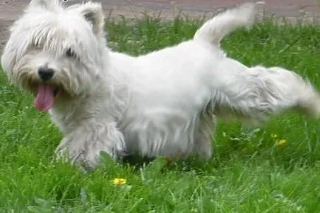 West highland white terrier Oferta Krycia,  mazowi
