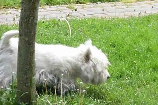 West highland white terrier Oferta Krycia,  mazowi