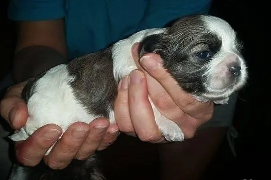 Miniaturki Shih-Tzu tri color