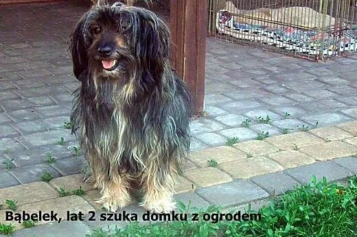 Kudłaty Bąbelek szuka domu,  mazowieckie Warszawa