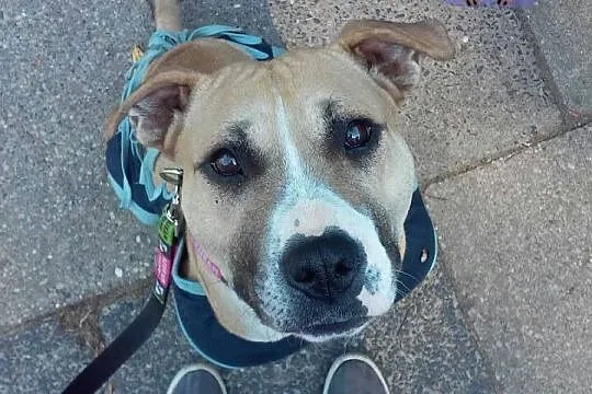 Młoda, przyjazna i grzeczna Liza – AMSTAFF szuka d