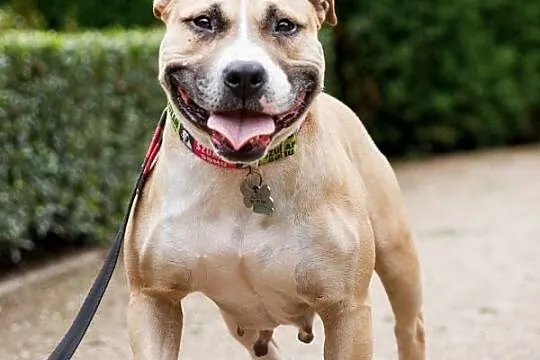 Młoda, przyjazna i grzeczna Liza – AMSTAFF szuka d