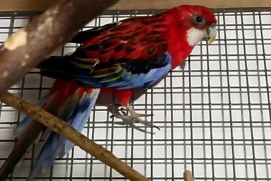 Papugi