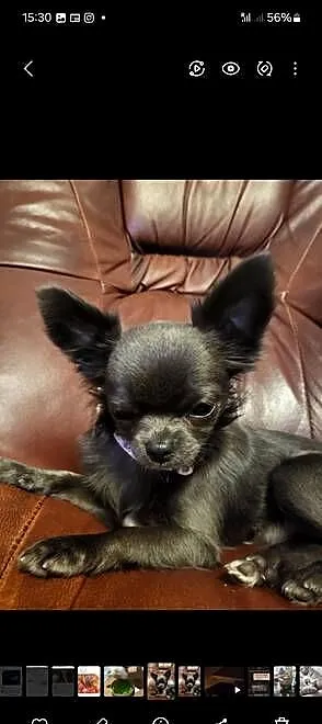 Chihuahua dlugowlose z rodowodem, Śląskie, Bielsko-Biała