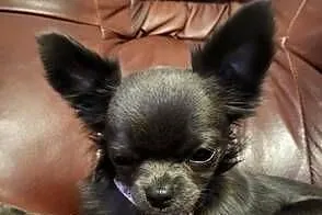 Chihuahua dlugowlose z rodowodem, Śląskie, Bielsko-Biała