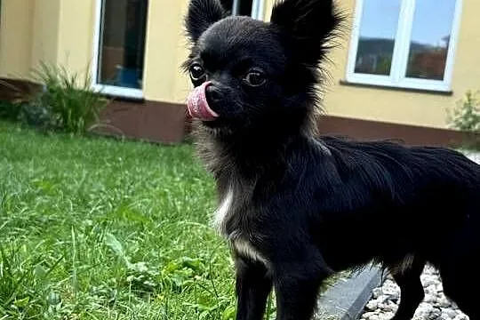 Chihuahua dlugowlose z rodowodem, Śląskie, Bielsko-Biała