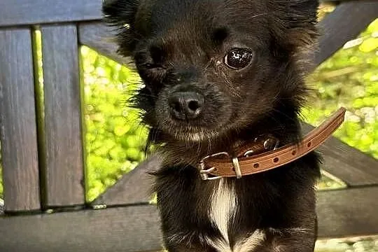 Chihuahua dlugowlose z rodowodem, Śląskie, Bielsko-Biała