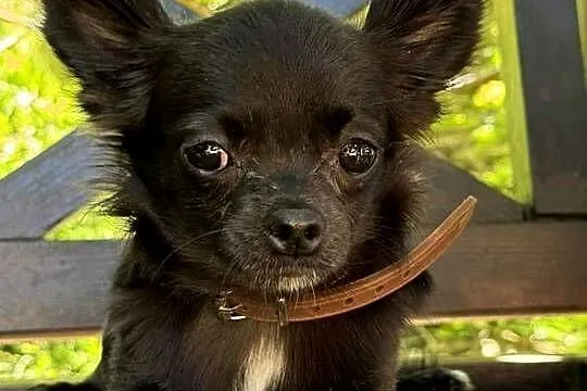 Chihuahua dlugowlose z rodowodem, Śląskie, Bielsko-Biała