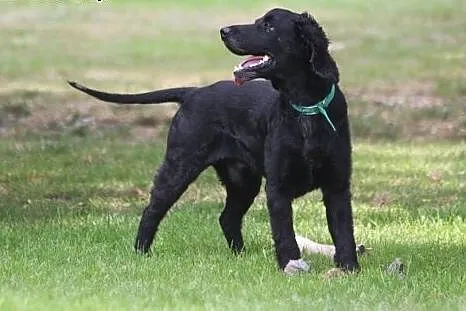 Spaniel Lucky wypatruje domu...,  opolskie Opole