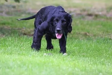 Spaniel Lucky wypatruje domu...,  opolskie Opole
