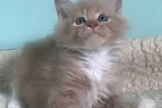 Maine Coon - piękne kocięta ! Linia Shaded !