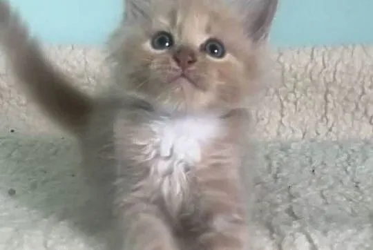 Maine Coon - piękne kocięta ! Linia Shaded !, Dolnośląskie, Wińsko