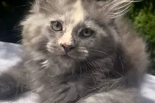 Maine Coon - piękne kocięta ! Linia Shaded !, Dolnośląskie, Wińsko