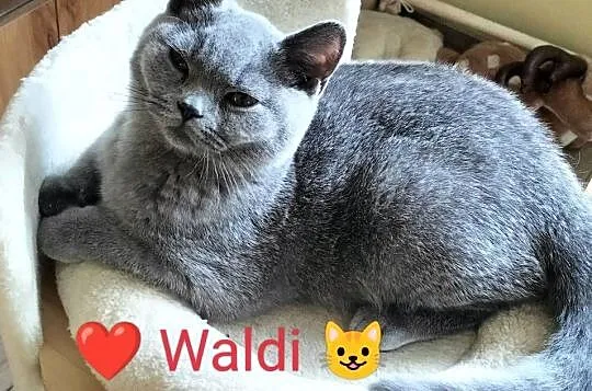 Piękny Waldi Rodowód Międzynarodowy