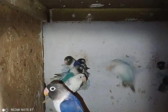 nierozłączki fiolety,fiolety szeki, kobat, Śląskie, Racibórz