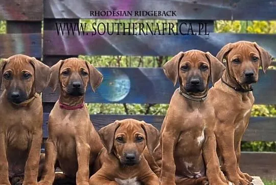 Szczenięta rhodesian ridgeback rodowodowe ZKwP - FCI