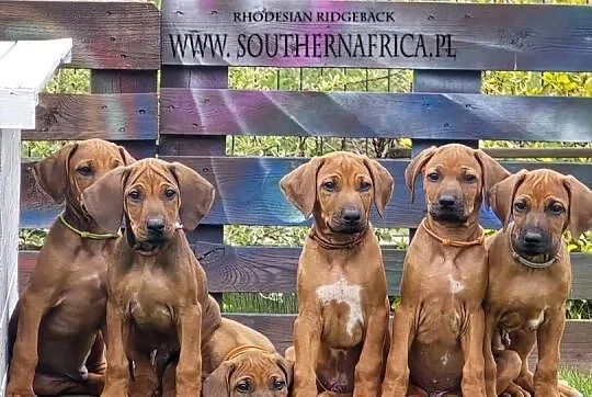Szczenięta rhodesian ridgeback rodowodowe ZKwP - FCI, Podkarpackie, Rzeszów