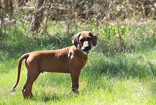 Szczenięta rhodesian ridgeback rodowodowe ZKwP - FCI, Podkarpackie, Rzeszów