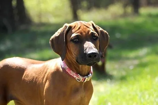 Szczenięta rhodesian ridgeback rodowodowe ZKwP - FCI, Podkarpackie, Rzeszów