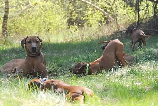 Szczenięta rhodesian ridgeback rodowodowe ZKwP - FCI, Podkarpackie, Rzeszów