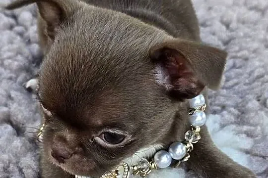 Chihuahua Czekoladowy ***XXS***