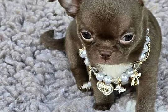 Chihuahua Czekoladowy ***XXS***, Śląskie, Bielsko-Biała