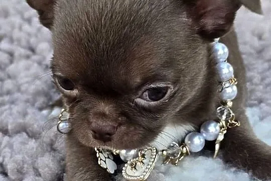 Chihuahua Czekoladowy ***XXS***, Śląskie, Bielsko-Biała