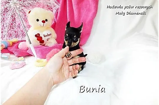 Mini Suczka BUNIA Ratlerek XS! Pinczer miniaturowy +Rodowód Do Odbioru