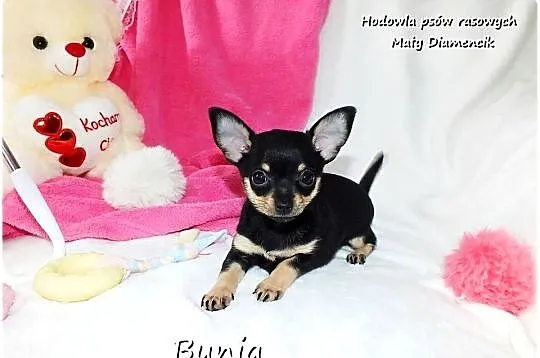 Mini Suczka BUNIA Ratlerek XS! Pinczer miniaturowy +Rodowód Do Odbioru, Lubuskie, Żary