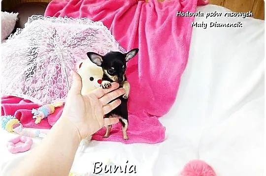 Mini Suczka BUNIA Ratlerek XS! Pinczer miniaturowy +Rodowód Do Odbioru, Lubuskie, Żary