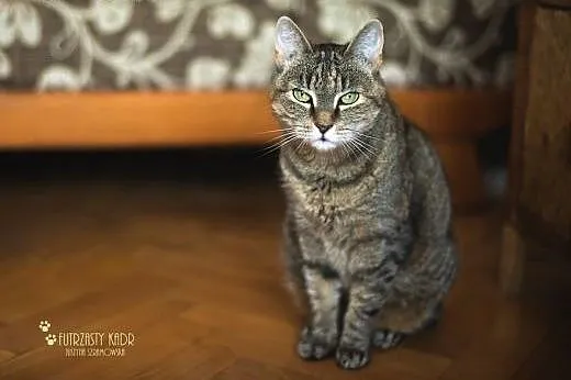4-letnia Ziuta BARDZO PILNIE szuka domu!,  dolnośl
