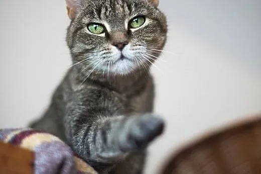 4-letnia Ziuta BARDZO PILNIE szuka domu!,  dolnośl