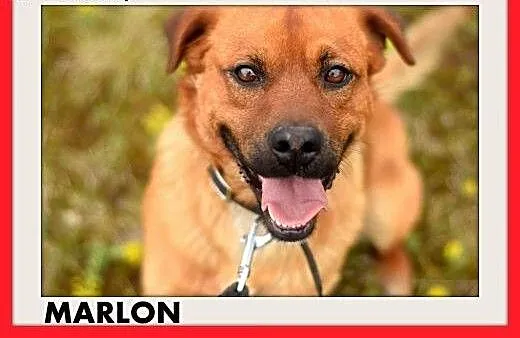 MARLON,średni,łagodny,wesoły,rodzinny piesek.ADOPC