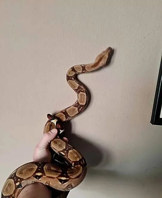 Wąż Boa Constrictor Samica Zestaw, Dolnośląskie, Wrocław